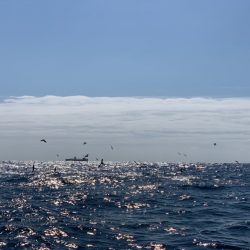 松鶴丸 釣果