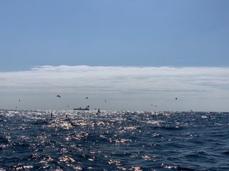 松鶴丸 釣果