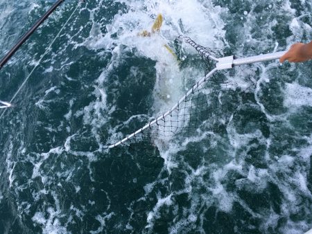 松鶴丸 釣果