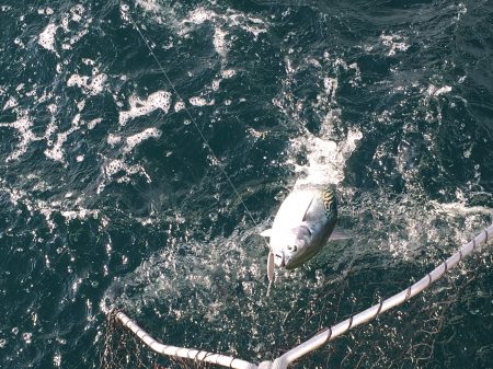 松鶴丸 釣果