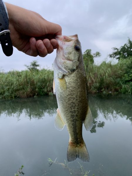 トライザは素敵なコンセプトのロッド【メガバス（Megabass）トライザ　インプレッション】