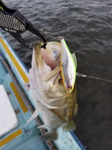 アマテラス 釣果