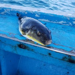 さち丸 釣果