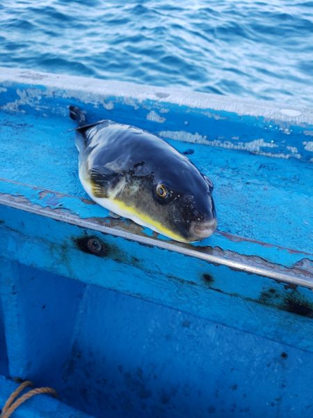 さち丸 釣果