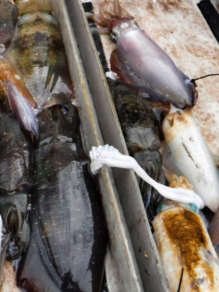 ブルースフィッシングサービス 釣果