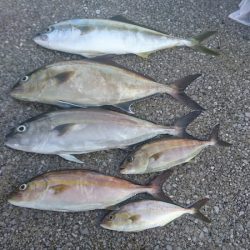 しば渡船 釣果