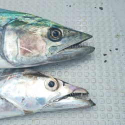 釣人家 釣果