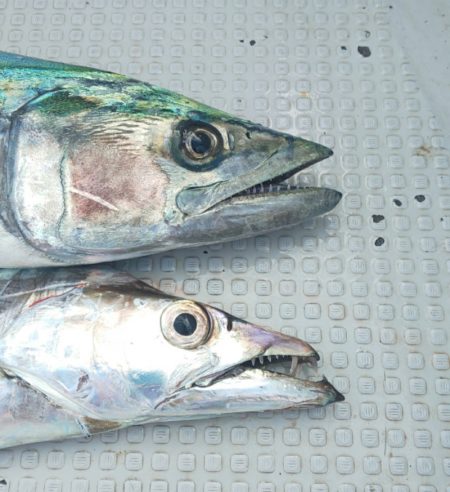 釣人家 釣果