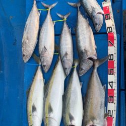 釣鯛洋 釣果