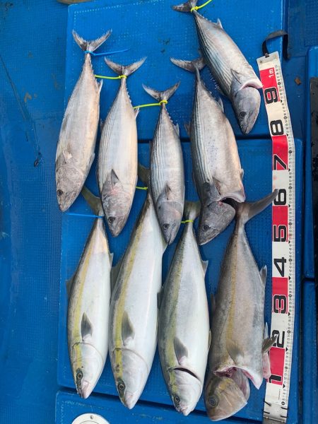 釣鯛洋 釣果