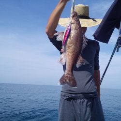 ひな丸 釣果