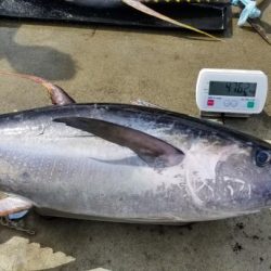 ゆたか丸 釣果