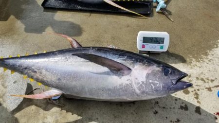 ゆたか丸 釣果