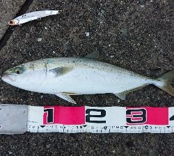 雨予報でも釣り♪