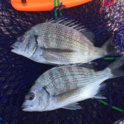 宮崎港でチヌ釣り