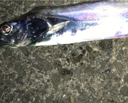 開始3分で釣れた！そのあとは、、、