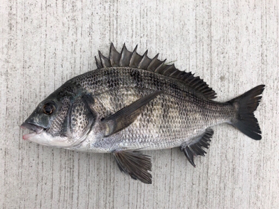 今朝は朝から冷える〜