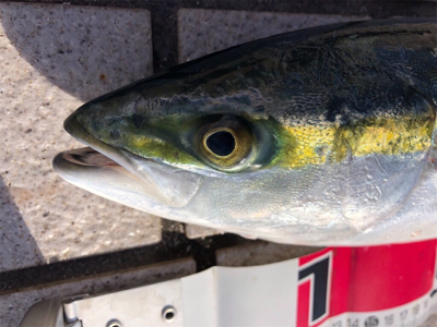 太陽登りきってからの釣果^ ^