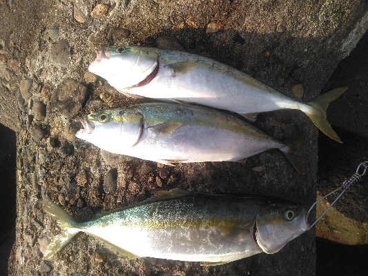 初！！陸からの青物！