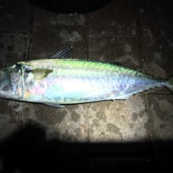 太刀魚　デカサバ