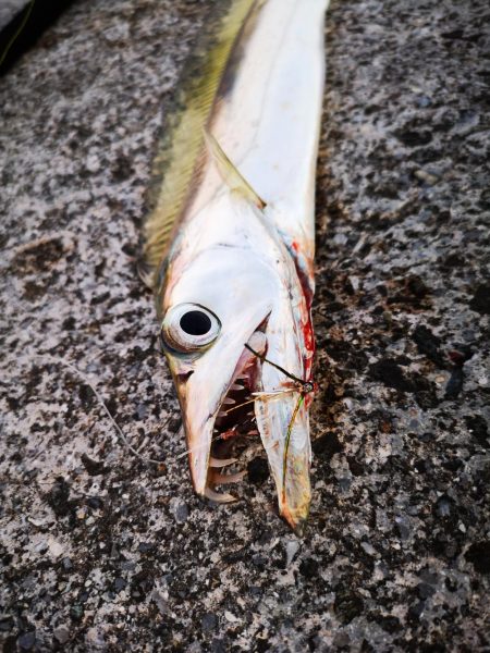 ロッド鱗つけで太刀魚 沖縄 ショアジギング タチウオ 陸っぱり 釣り 魚釣り 釣果情報サイト カンパリ