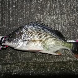 南港へち釣行 （10/23 少し肌寒い南港ヘチ釣り キビレチヌ41cm、小真チヌ、ガシラ 釣果有り）