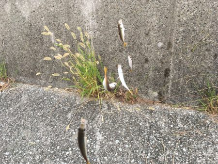 武庫川尻でアジとサヨリ爆釣