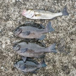 太刀魚餌釣りからのエビ撒き釣り