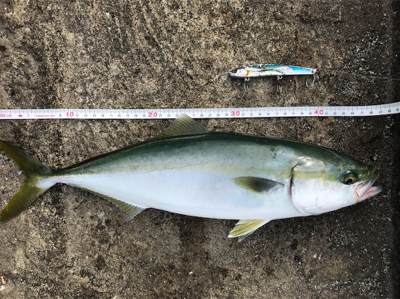 ポーアイ 太刀魚 渋い