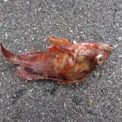 太刀魚、青物は何処？