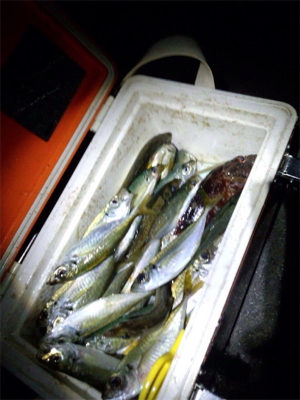 サビキ釣り