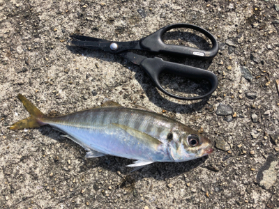 今日も行きました、太刀魚の骨煎餅が食べたくて