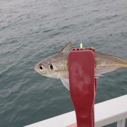 小物釣り