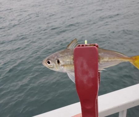 小物釣り