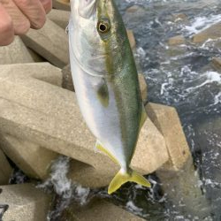 網干にも青物いた！！