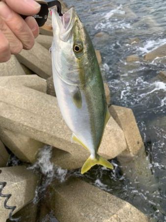 網干にも青物いた！！