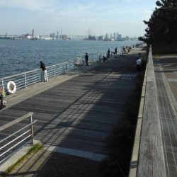 土曜日のコスモ釣果