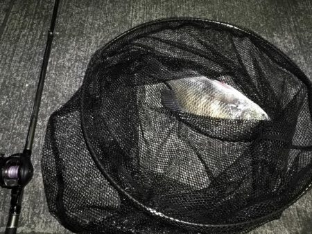 南港へち釣行 （10/23 少し肌寒い南港ヘチ釣り キビレチヌ41cm、小真チヌ、ガシラ 釣果有り）