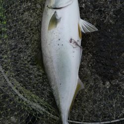 ショアジギングでヤズ42cm