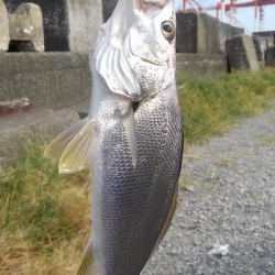 最近毎週水曜日の海は死んでいる(泣)