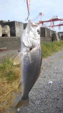 最近毎週水曜日の海は死んでいる(泣)