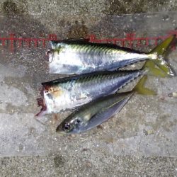 釣れるには釣れたが・・・