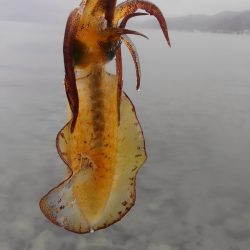 雨にも負けず