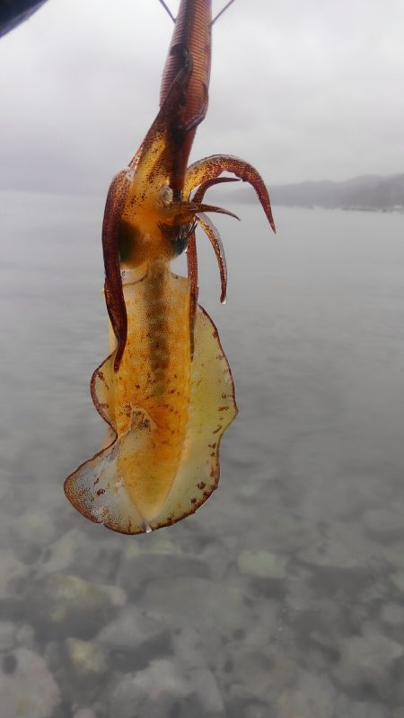 雨にも負けず