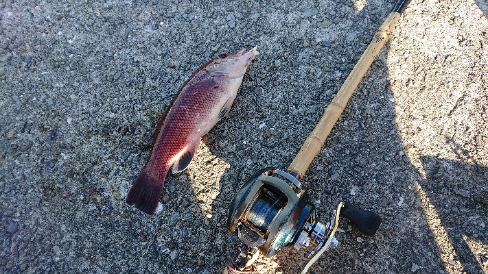 コフダイ釣り大きな当たり無し