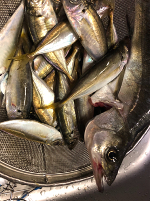 のんびり餌釣り