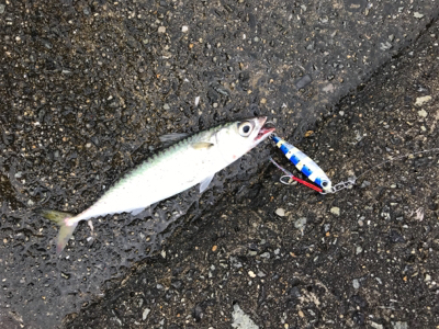 台風後の釣行