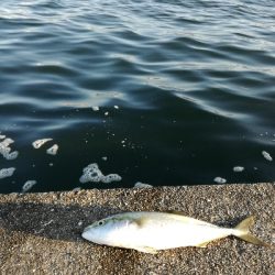 潮の流れなど雰囲気はいいが