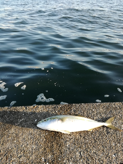 潮の流れなど雰囲気はいいが