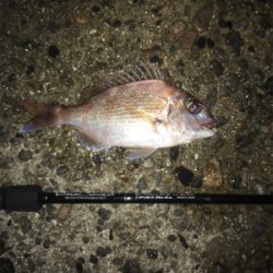 秋の夜釣り
